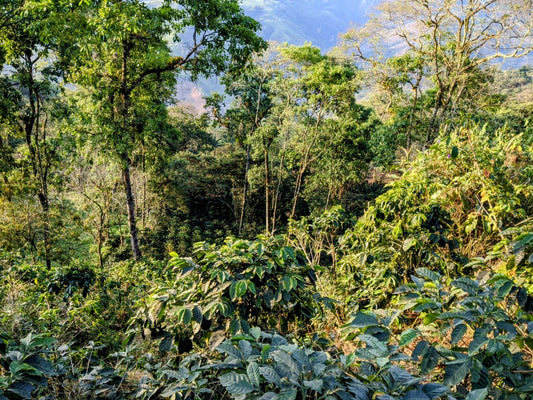 The Art of Shade-Grown Coffee: The benefits of cultivating coffee in shaded environments