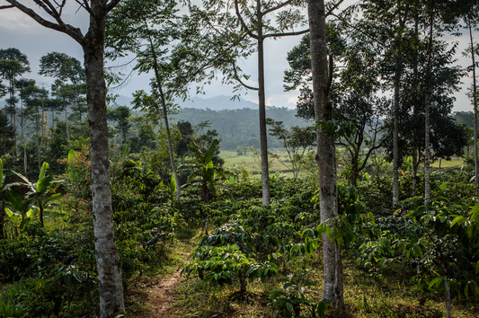 What is Shade-Grown, Sun-Dried Coffee and Why Should I Care?