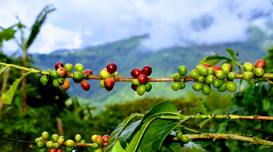 The Journey of Direct Trade Coffee: Exploring the process from farm to cup