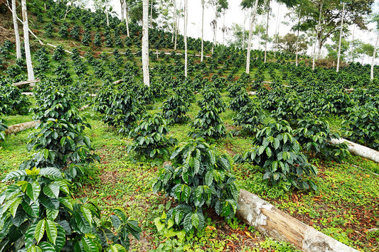 A captivating image showcasing a lush shade-grown coffee farm, where the harmonious coexistence of coffee plants and the surrounding canopy of trees creates a sustainable and vibrant ecosystem.